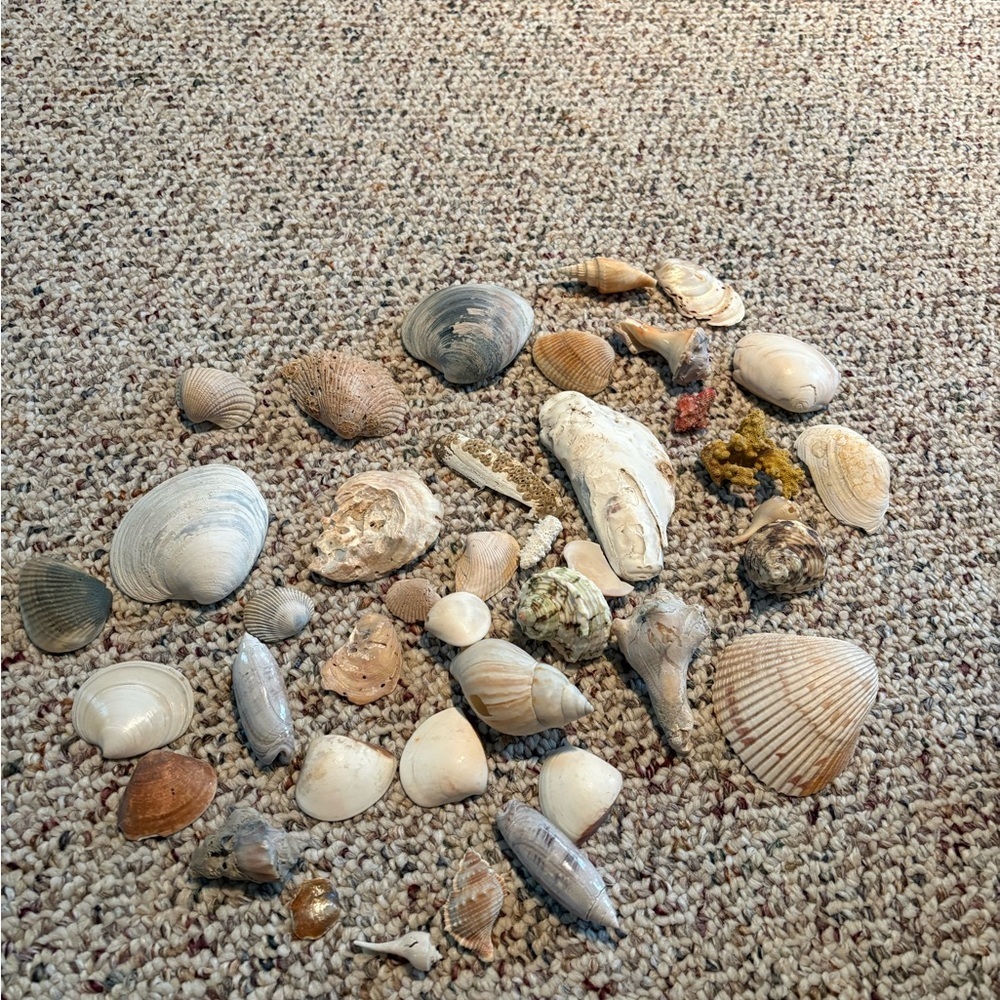 Natural Seashell Collection - Cream and Brown Tones